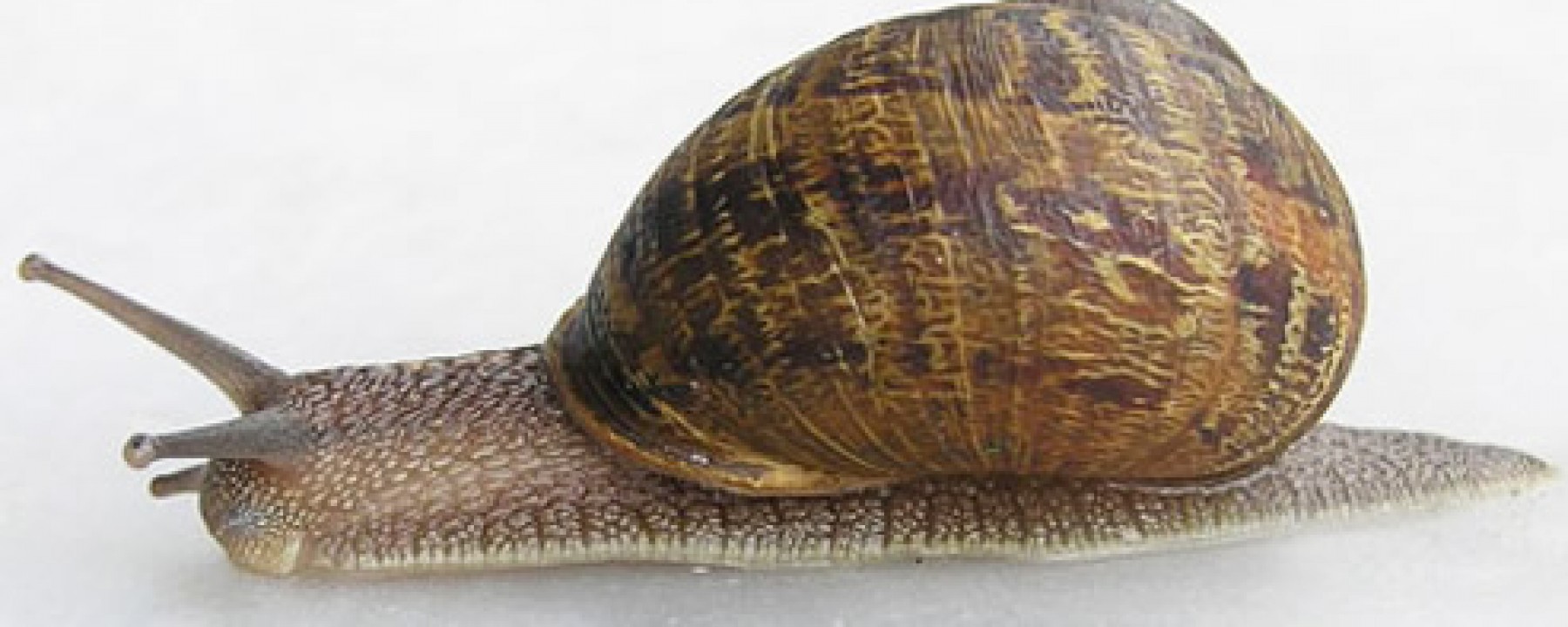 cropped-brown_garden_snail02.jpg