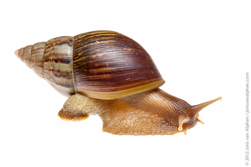 Giant African Land Snail